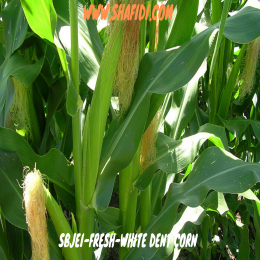 WHITE DENT CORN